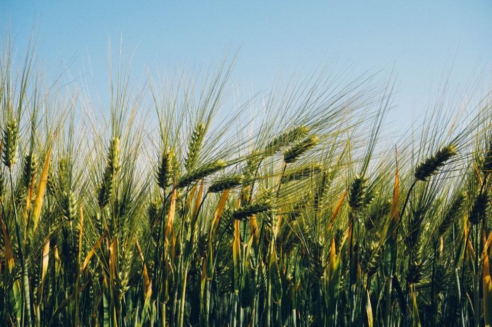 Barley field background